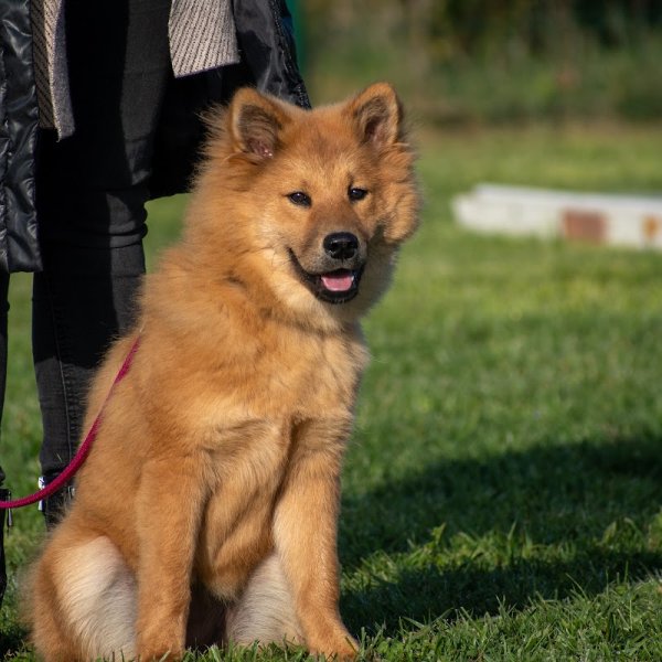 Club canin de Méru - photo 3