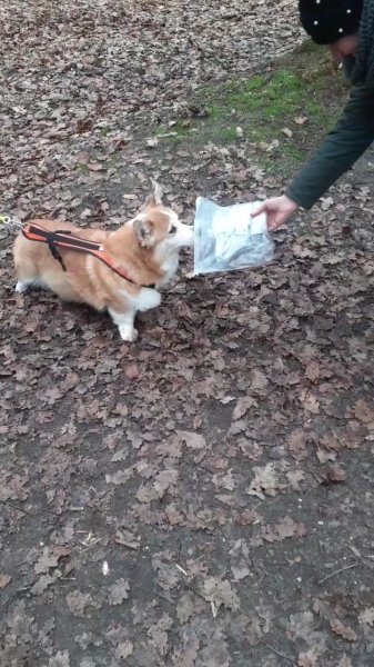 Educateur canin - Comportementaliste - Oise - photo 2