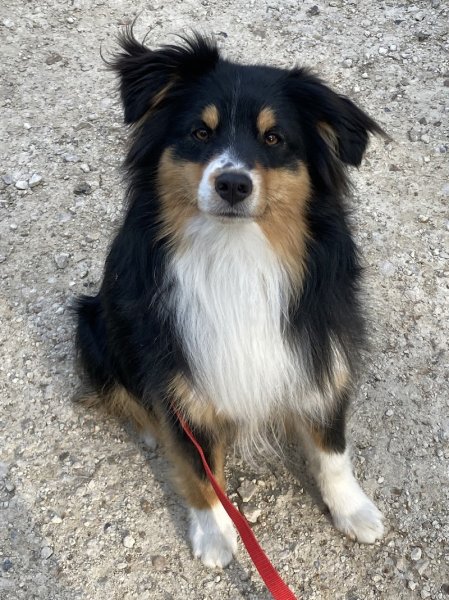 Educateur canin - Comportementaliste - Oise - photo 3