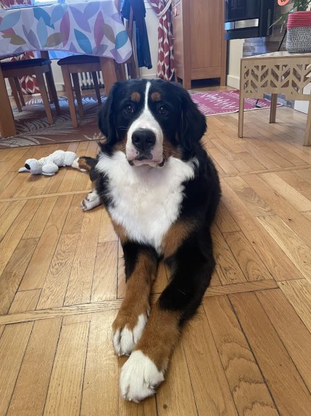 Kwaf Dog Toilettage Canin - photo 2