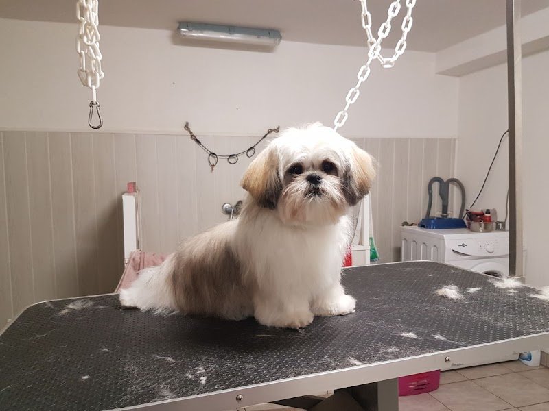 Kwaf Dog Toilettage Canin - photo 3