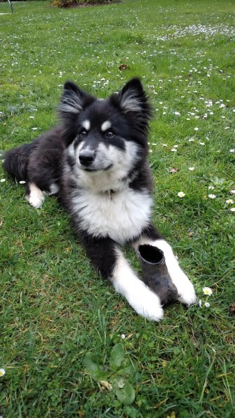 Lamy's Dog Educ - photo 3