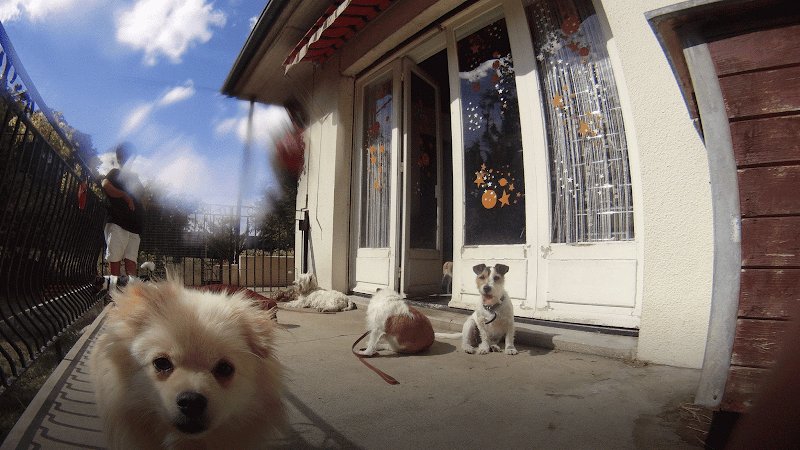 SERVICE CANIN - photo 1