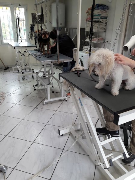 Chic Canin Marie Pierre - photo 1