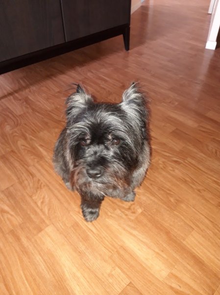 Chic Canin Marie Pierre - photo 3