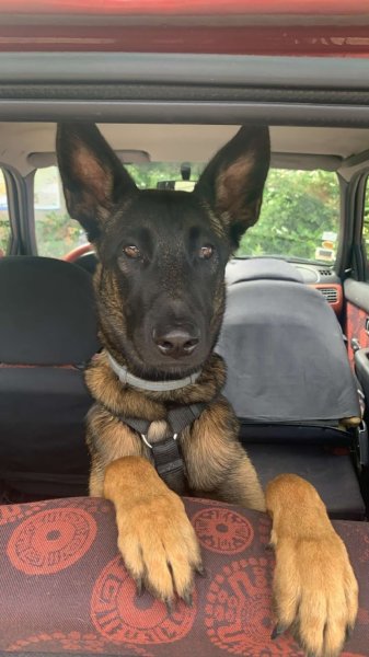 Dog visite Legrand Marjolaine