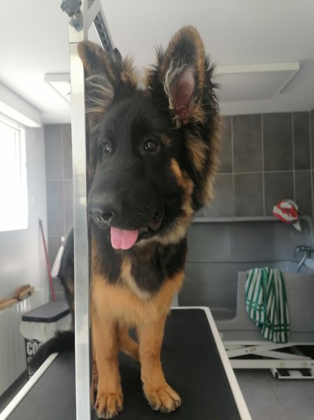 Au Jardin Canin - photo 1