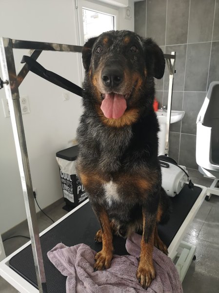 Au Jardin Canin - photo 2