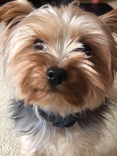 Académie Cynophile de Labbeville