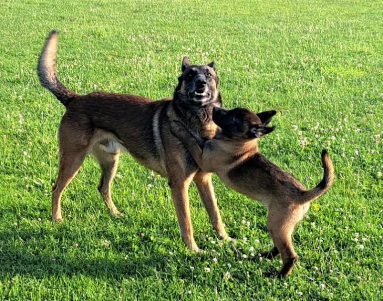 Club Canin du Val-d’Oise à Persan - photo 1