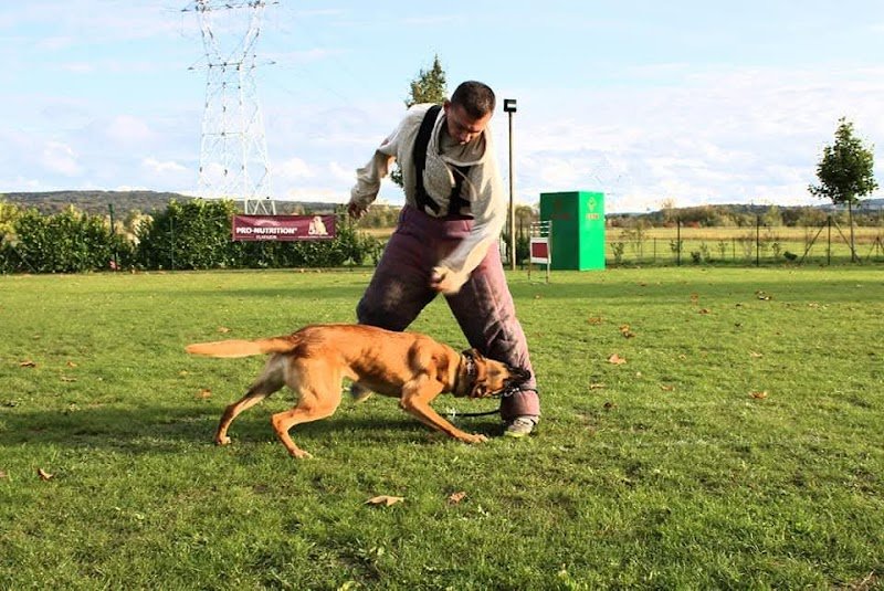 Club Canin du Val-d’Oise à Persan - photo 2