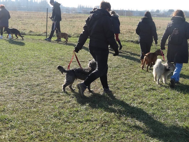 Club Canin du Val-d’Oise à Persan - photo 3