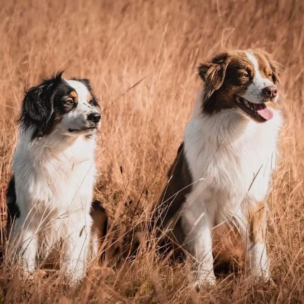 Feeling Dog - photo 1