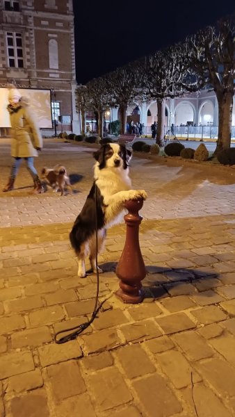 Feeling Dog - photo 2