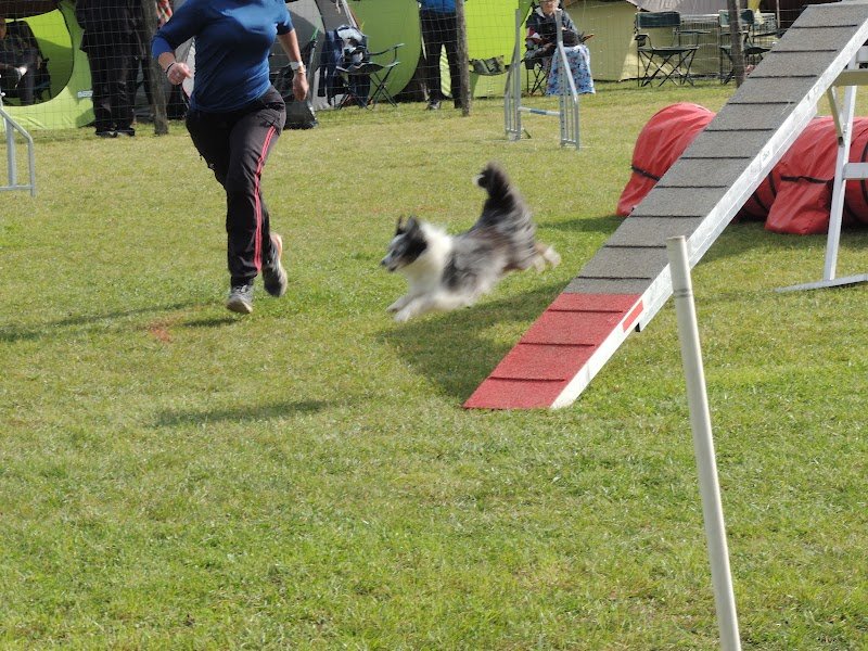 Club canin du pays de thelle - photo 2