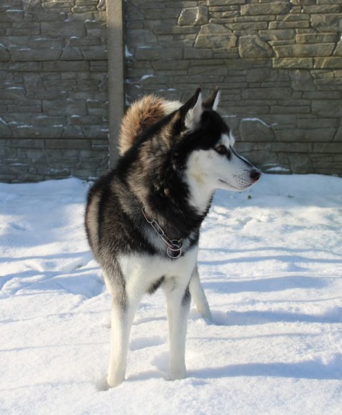 J.D.F Education Canine