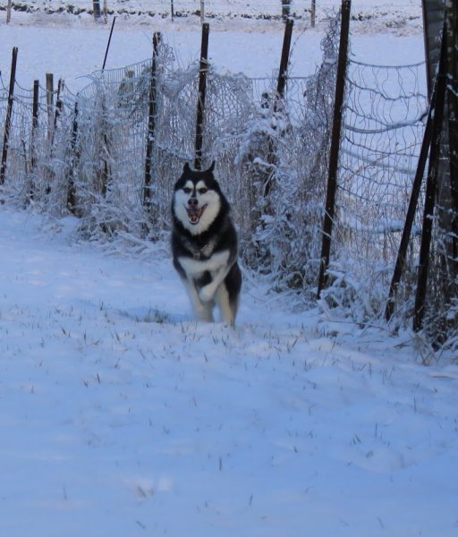 J.D.F Education Canine - photo 2