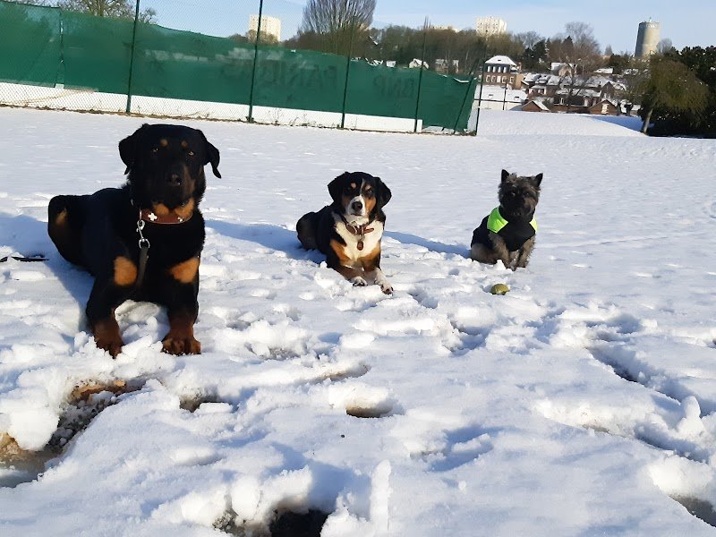 Laura & les chiens - photo 1