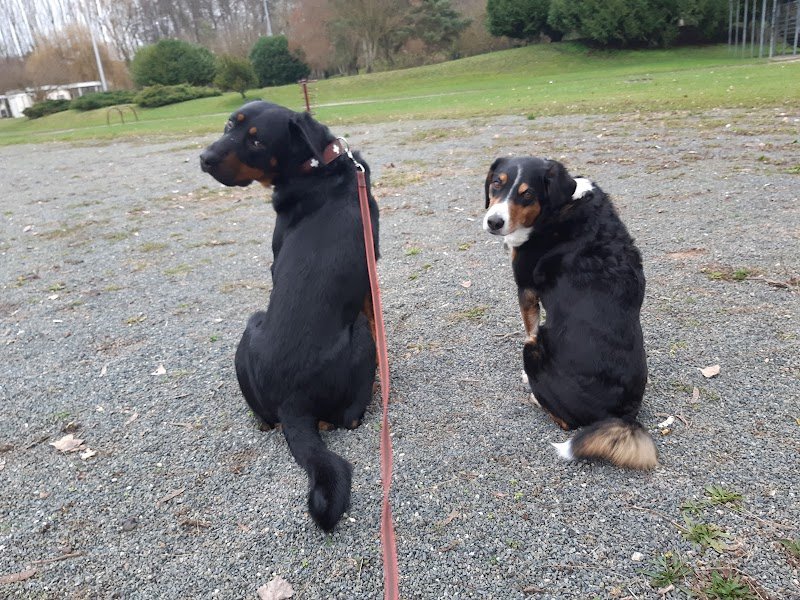 Laura & les chiens - photo 3