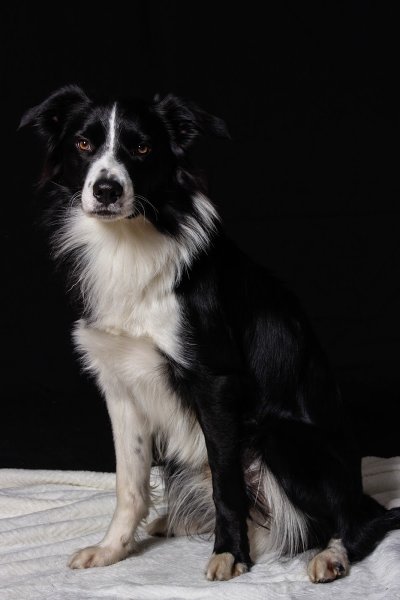 Cynozou: comportementaliste canin, educateur canin et zootherapie