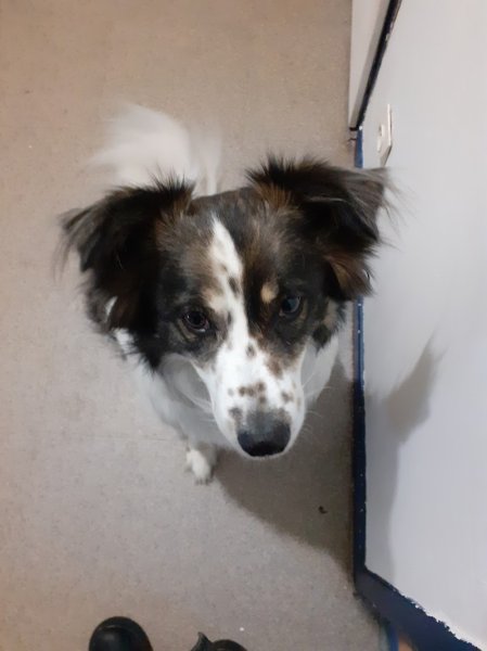 STEPHANIE HOUSSAIS - Steph' Symbiose Education Canine - Comportementaliste, éducateur canin, Petsitter, Loisirs canin. - photo 1