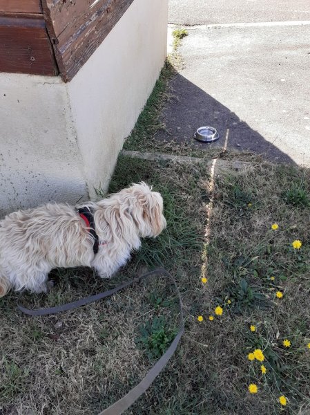 STEPHANIE HOUSSAIS - Steph' Symbiose Education Canine - Comportementaliste, éducateur canin, Petsitter, Loisirs canin. - photo 2