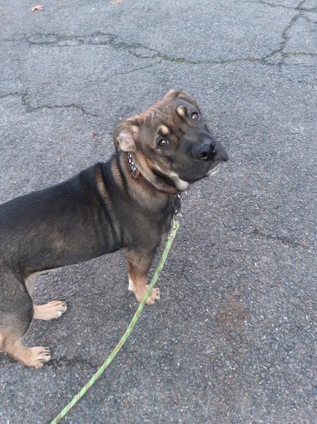 STEPHANIE HOUSSAIS - Steph' Symbiose Education Canine - Comportementaliste, éducateur canin, Petsitter, Loisirs canin. - photo 3