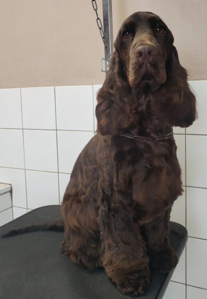 Chien Story - photo 1