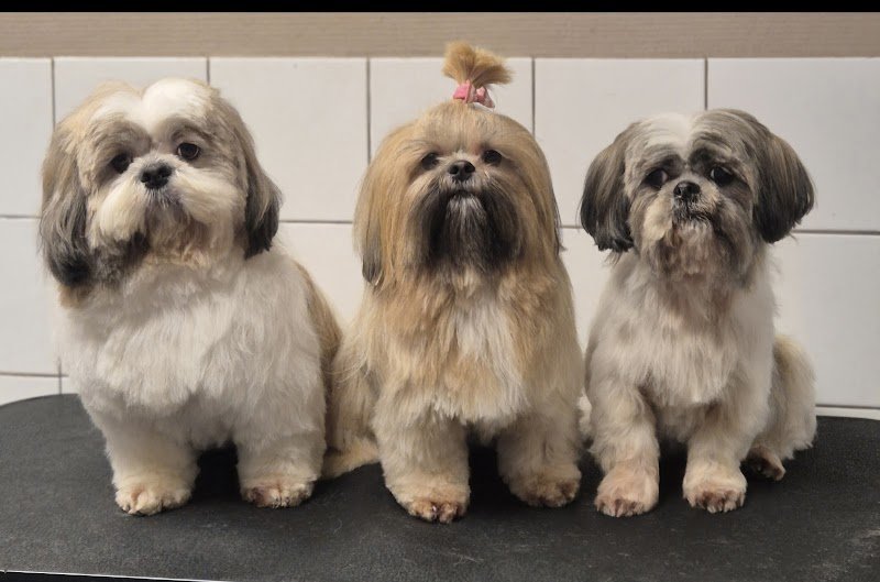 Chien Story - photo 2