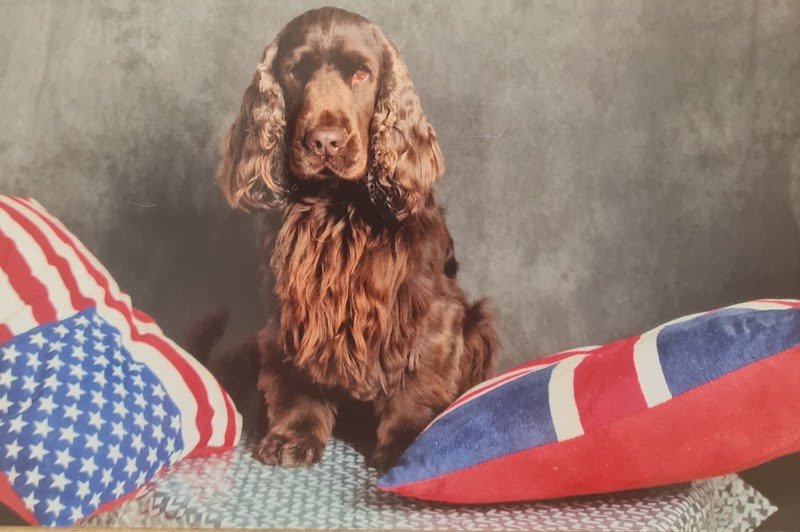 Chien Story - photo 3