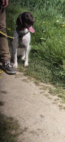 LMC Dog éducateur et comportementaliste canin à Cergy (95) et 40 kms aux alentours - photo 2