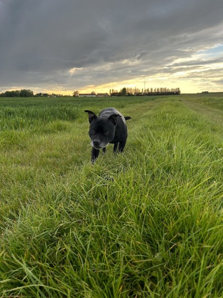 Instinctivement Chien - photo 2