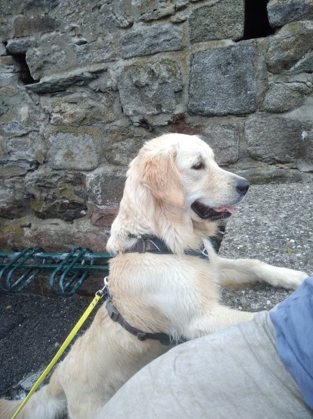 Instinctivement Chien - photo 3