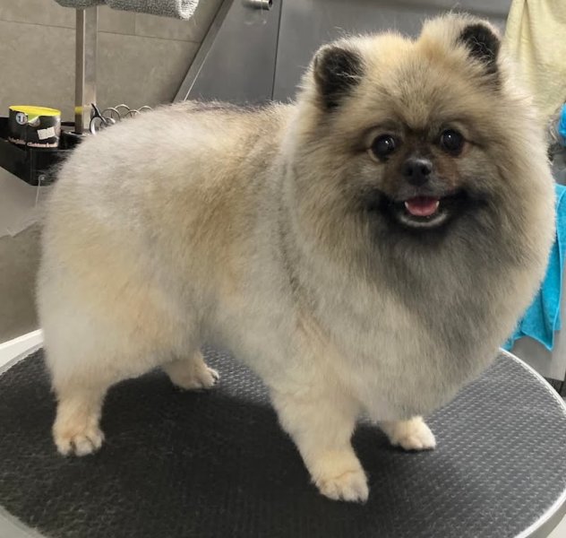 Salon De Toilettage Zenitude Felicanine - photo 2