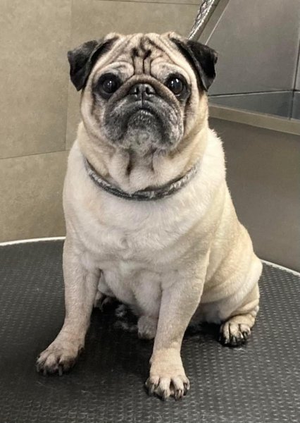 Salon De Toilettage Zenitude Felicanine - photo 3