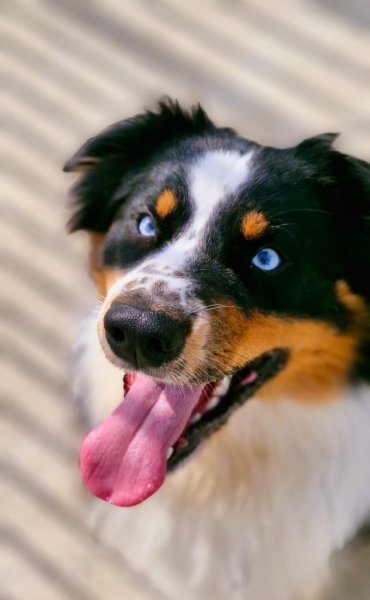 PASSION CANINE - LES 3S - photo 2