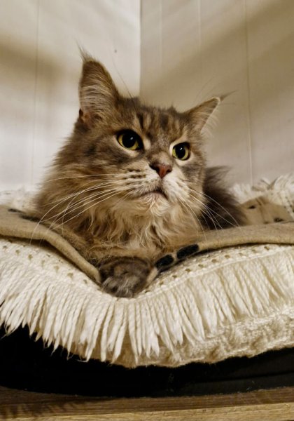 PASSION CANINE - LES 3S - photo 3