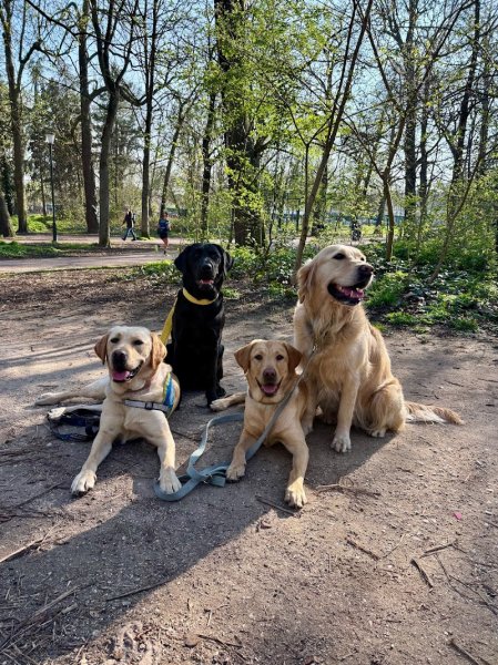 Crème de chien - Educateur canin / Médiation animale