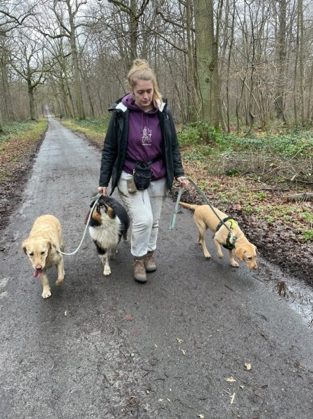 Crème de chien - Educateur canin / Médiation animale - photo 2