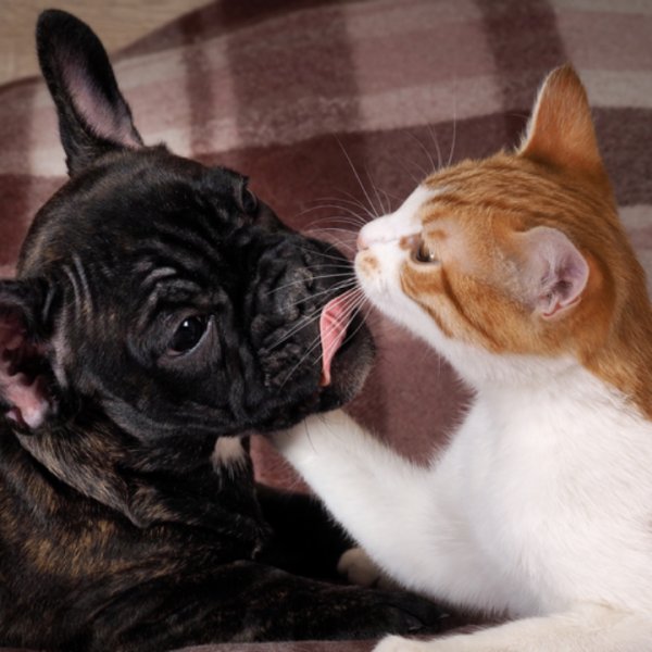 Bien dans ses coussinets Educateurs/Comportementalistes Canins Félins