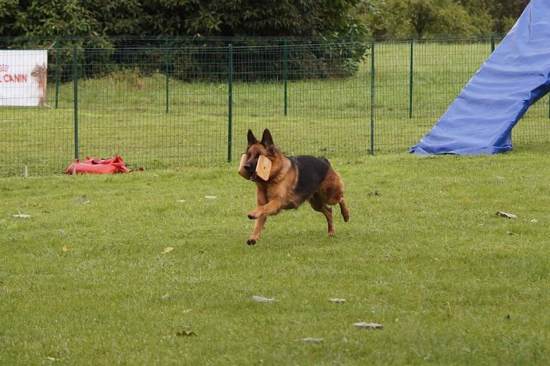 Club des Amis du Chien de Ons en Bray