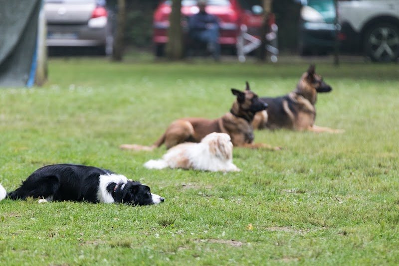 Club des Amis du Chien de Ons en Bray - photo 2