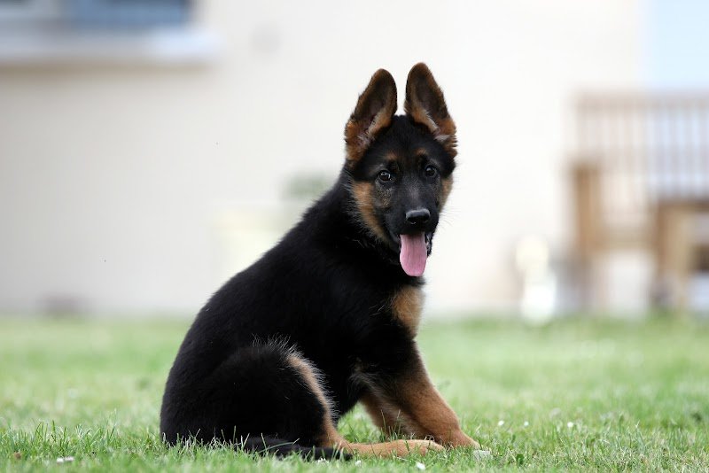 Club des Amis du Chien de Ons en Bray - photo 3