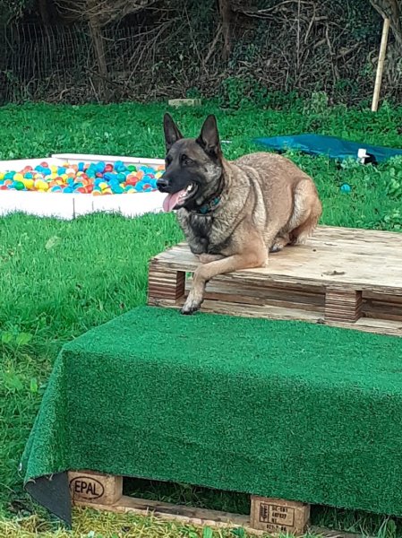 Canipotes Park - Centre de loisirs canin et d'éducation canine