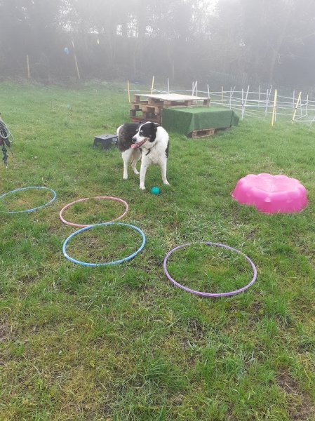 Canipotes Park - Centre de loisirs canin et d'éducation canine - photo 2