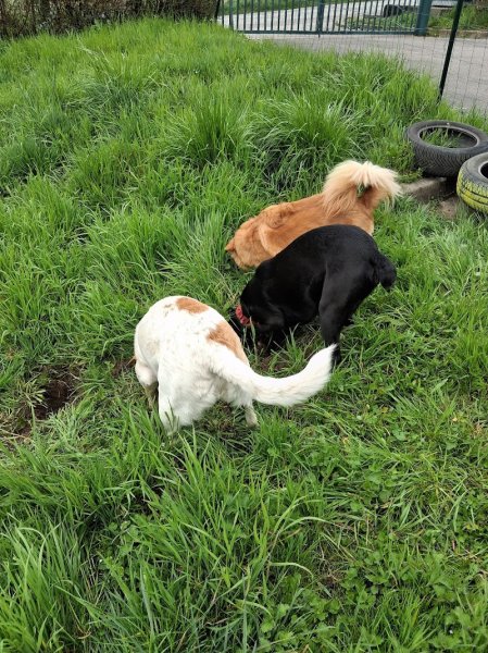 Canipotes Park - Centre de loisirs canin et d'éducation canine - photo 3