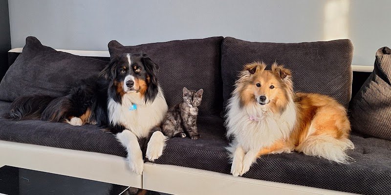 Bien dans ses moustaches - Educateur et comportementaliste canin