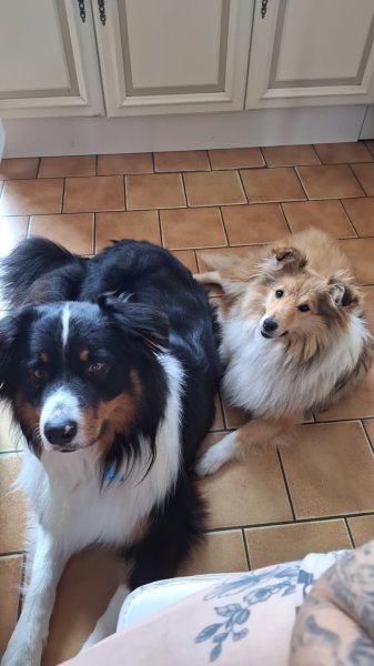 Bien dans ses moustaches - Educateur et comportementaliste canin - photo 2