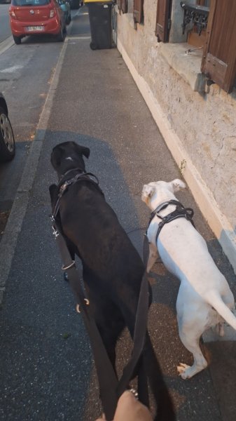 Bien dans ses moustaches - Educateur et comportementaliste canin - photo 3