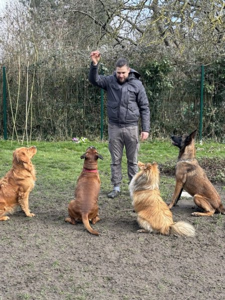Au Royaume des Petits Vikings - Pension Canine Oise & Transport Chiens Paris - photo 1